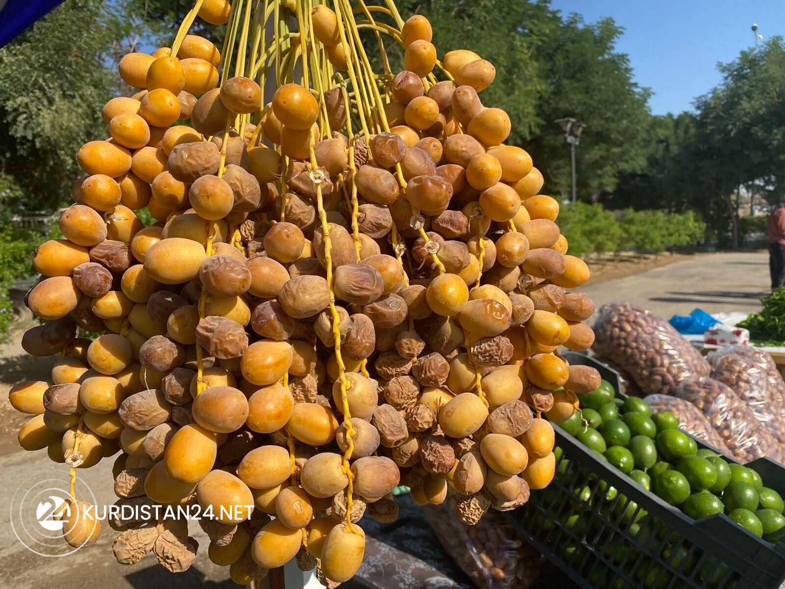 A cluster of dates is shown at the weekly market, Oct. 20, 2021. (Photo: Harem Jaff/Kurdistan24)
